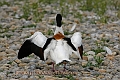 shelduck, shelducks-5